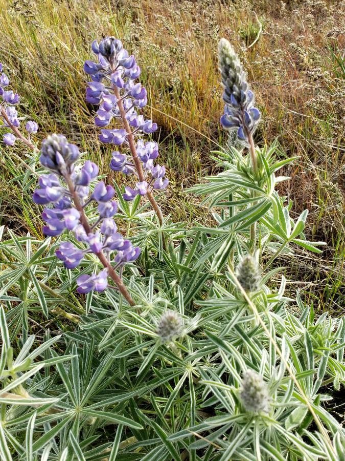 Lupinus sulphureus habit