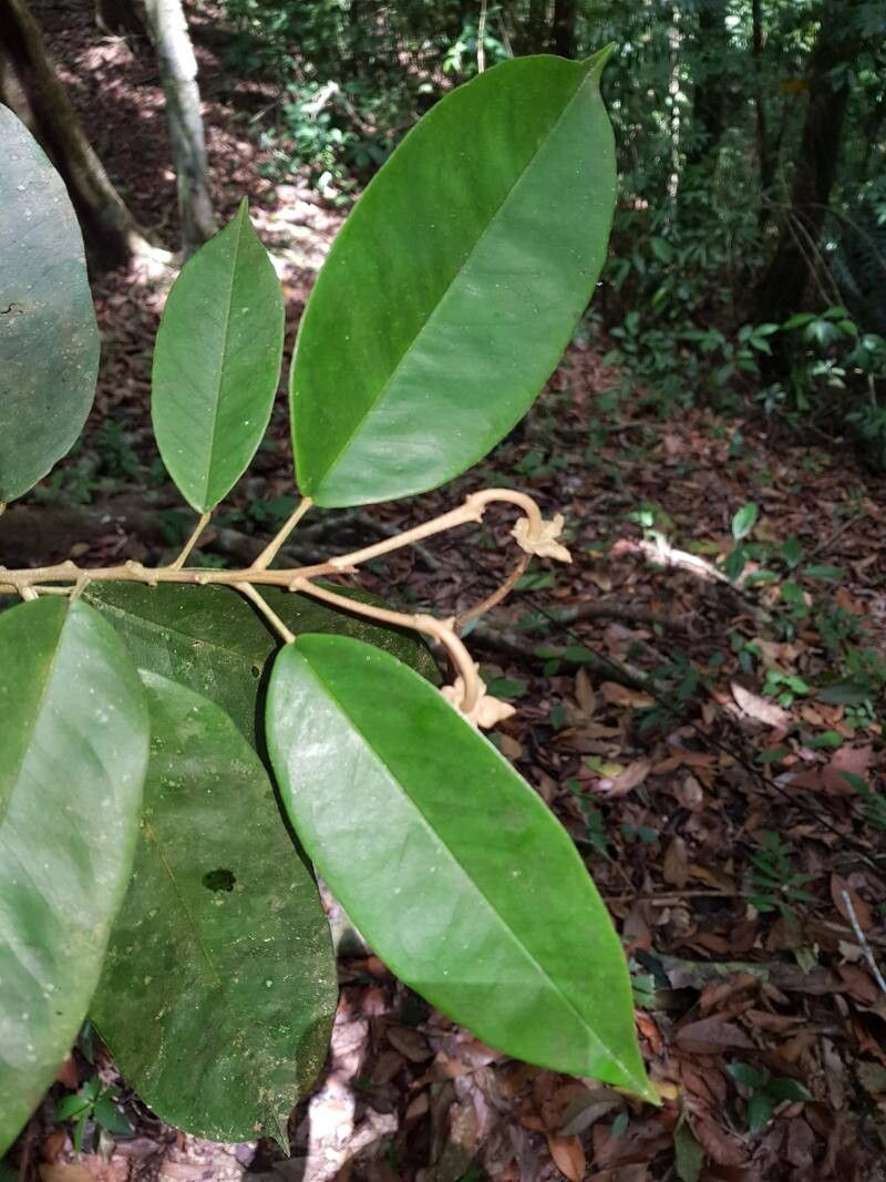 Morisonia isthmensis leaf