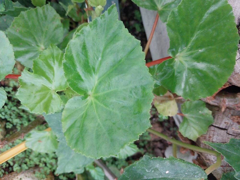 Begonia dichotoma leaf