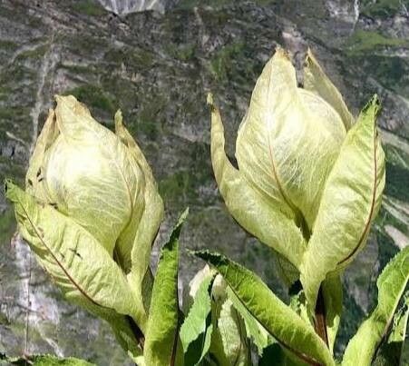 Saussurea obvallata — search result for 'Bhutan'