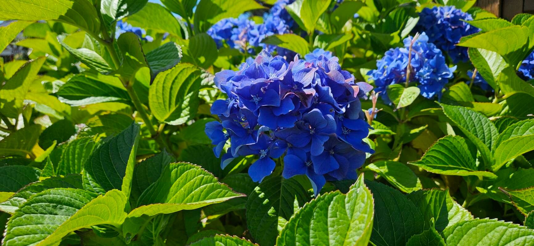 Hydrangea macrocarpa — houseplant care guide