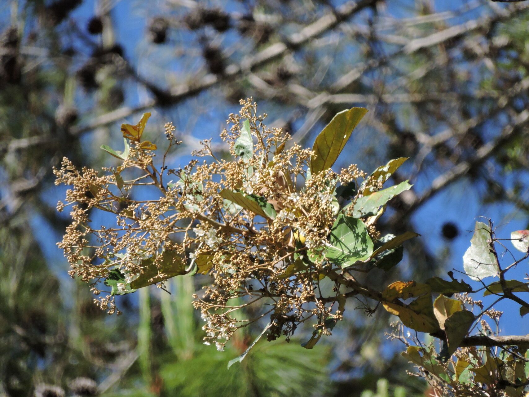 Dombeya lucida — houseplant care guide
