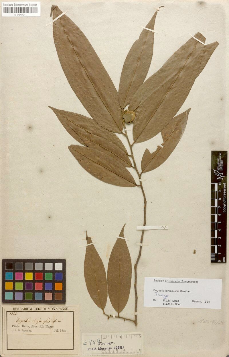 Duguetia longicuspis fruit