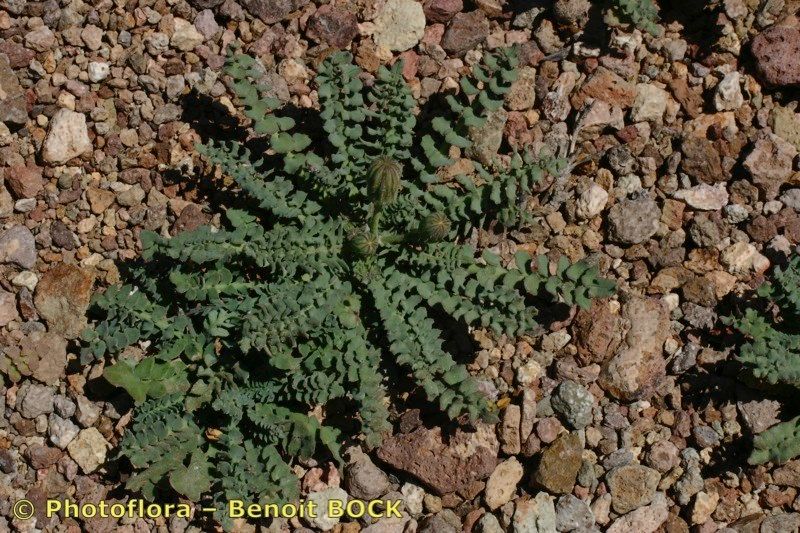 Sonchus pustulatus — houseplant care guide