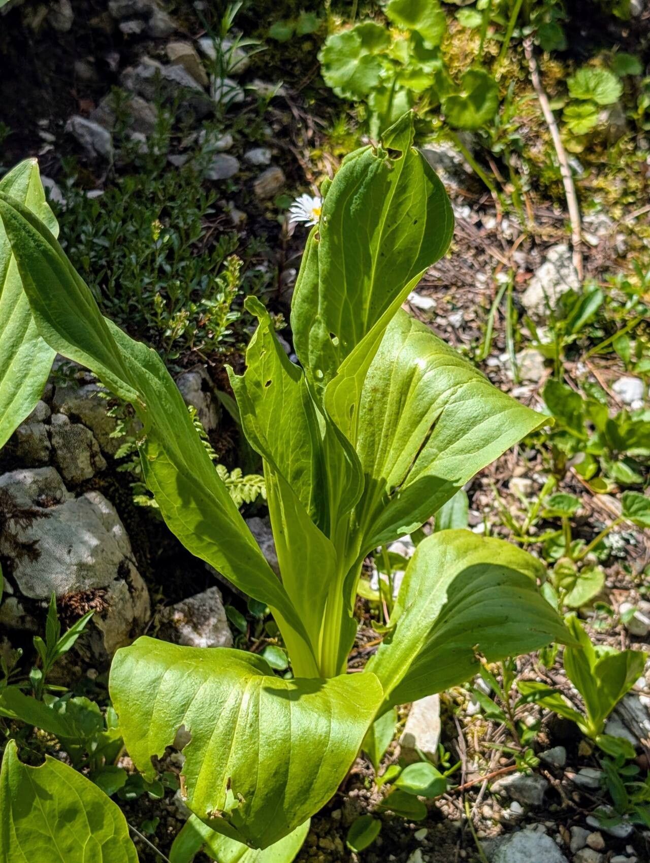 Frasera fastigiata habit