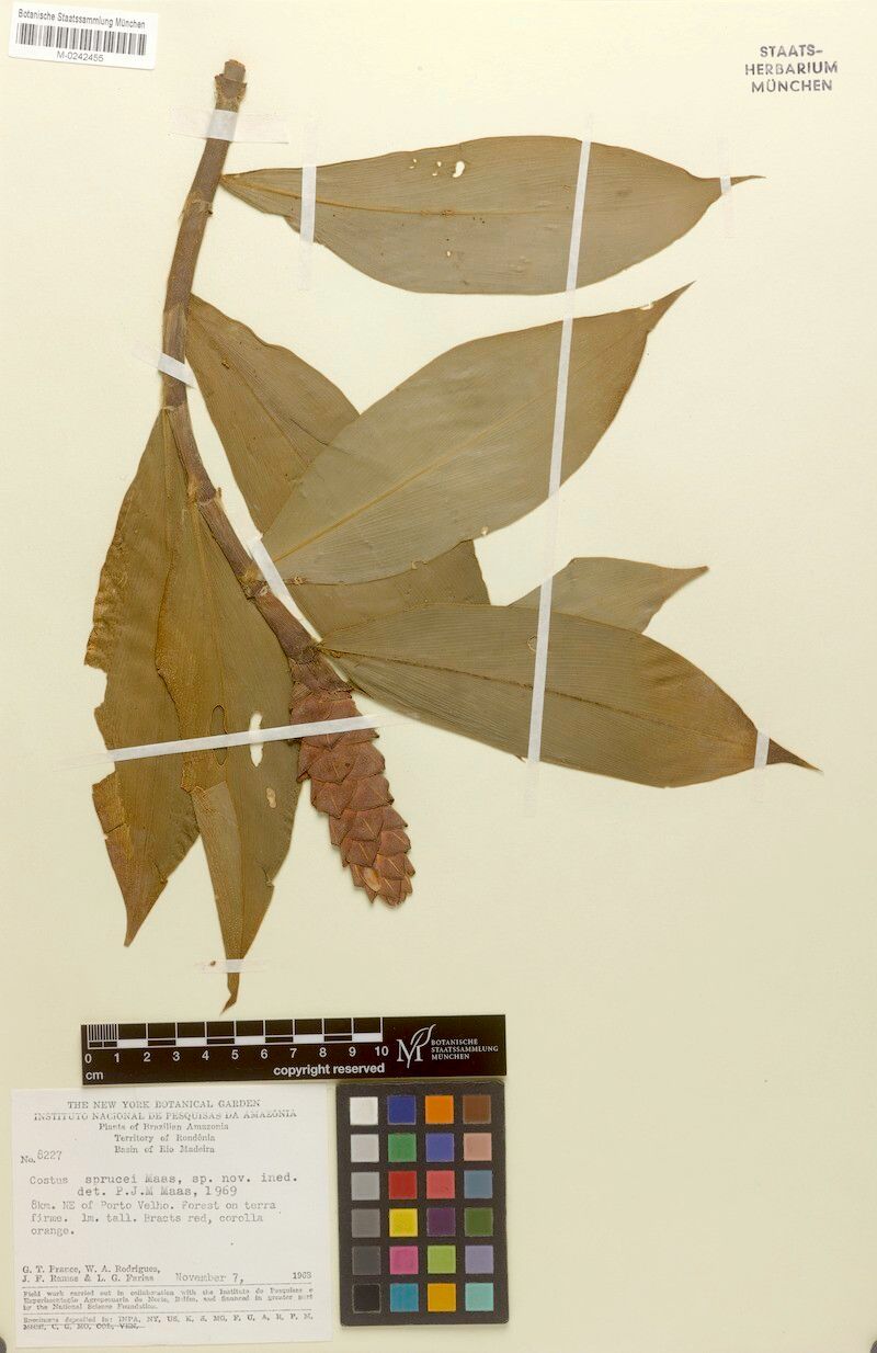 Costus sprucei fruit