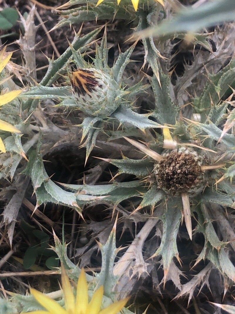 Carlina racemosa — search result for 'Carlina'