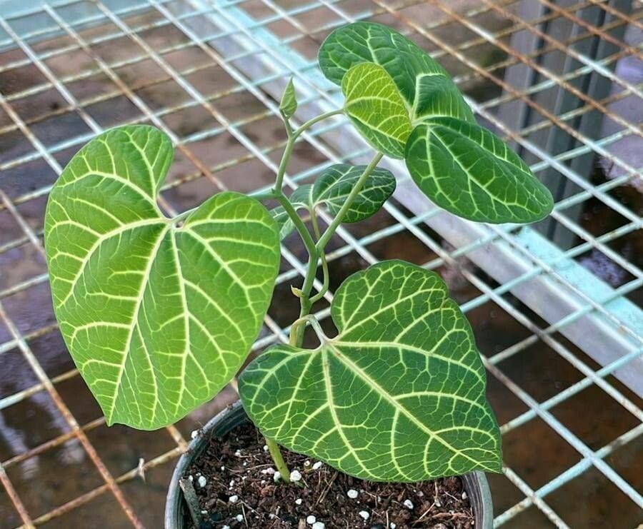 Aristolochia leuconeura — search result for 'Aristolochia'