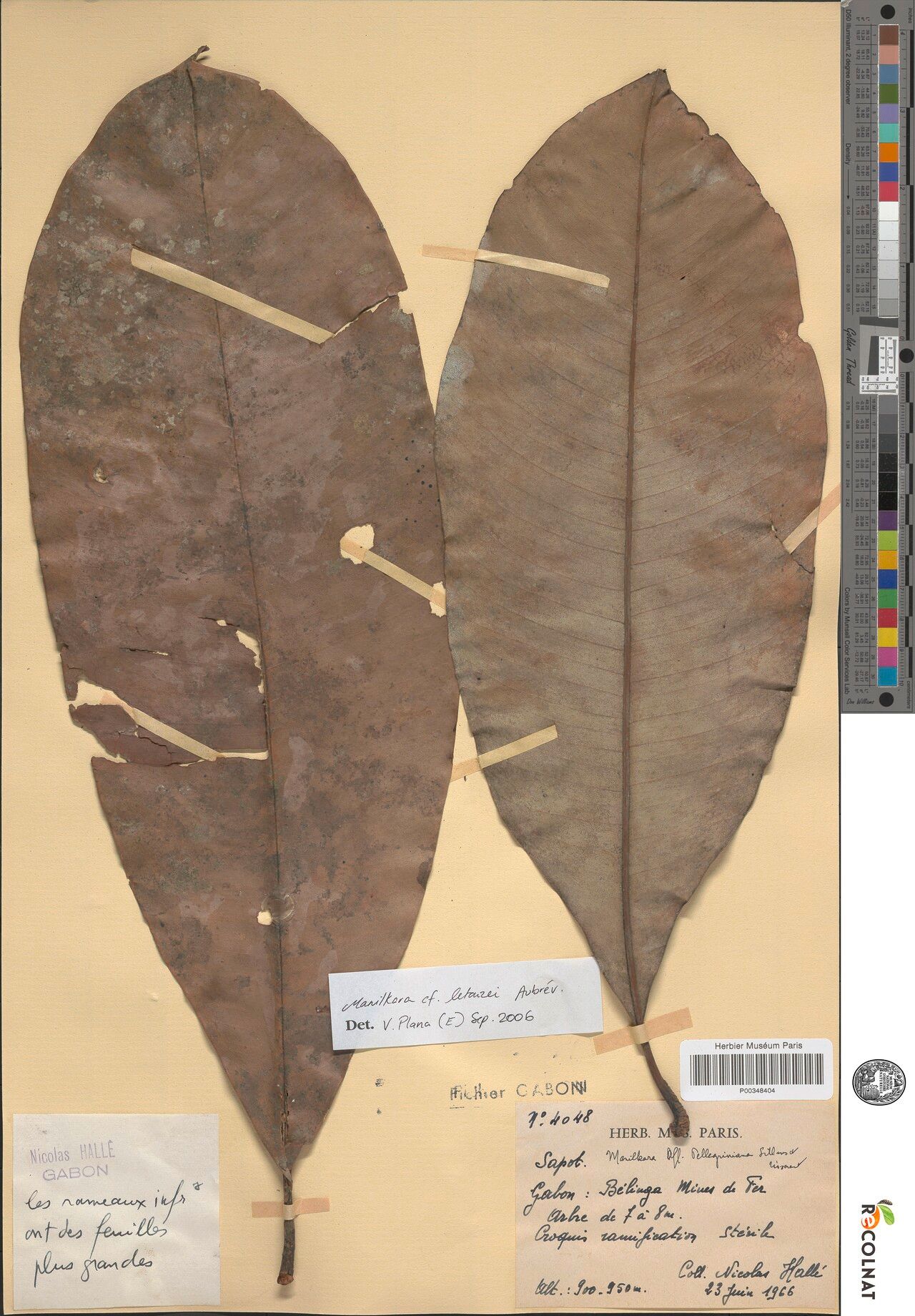 Manilkara letouzeyi — houseplant care guide