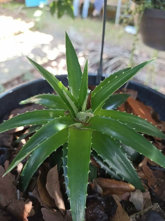 Dyckia brevifolia flower