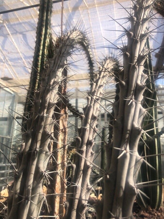 Stenocereus beneckei leaf