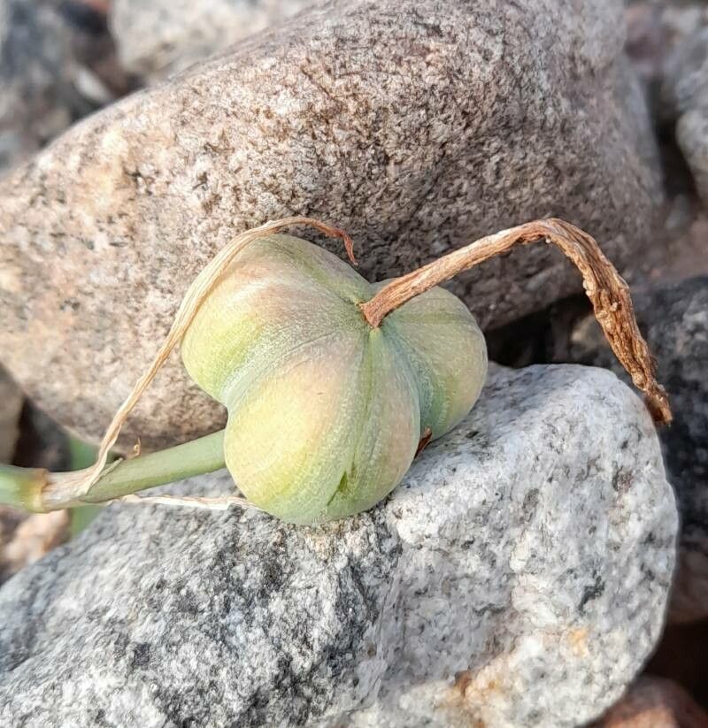 Zephyranthes jamesonii fruit