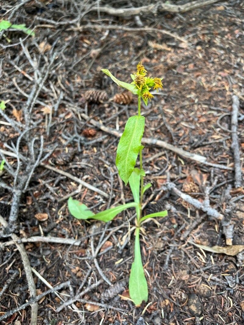Oreochrysum parryi other