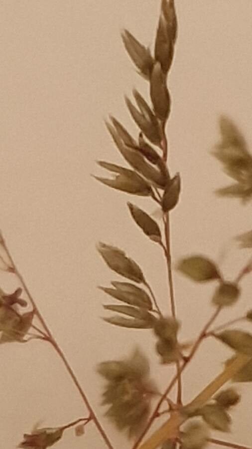 Sporobolus festivus flower