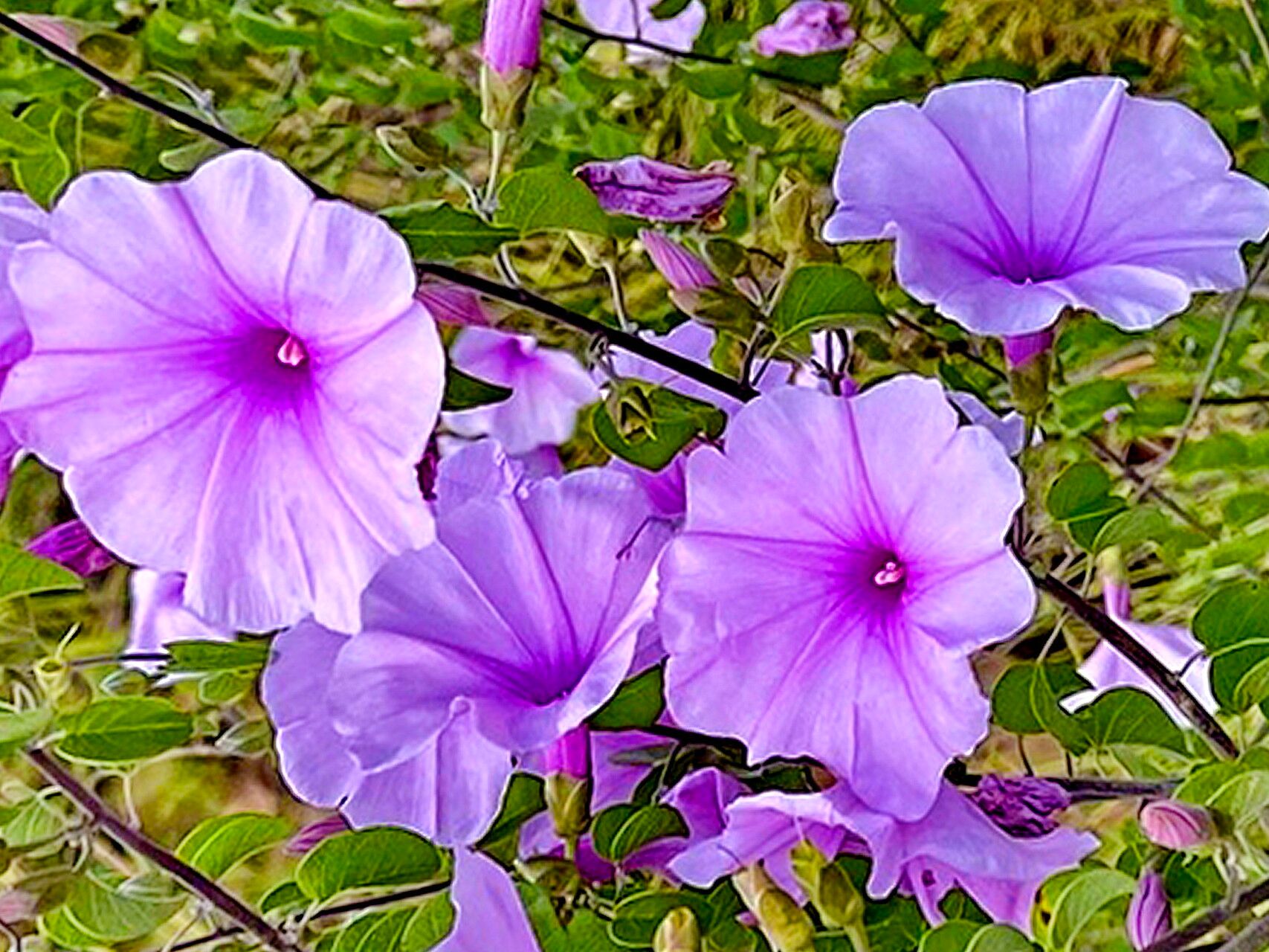 Ipomoea holubii flower