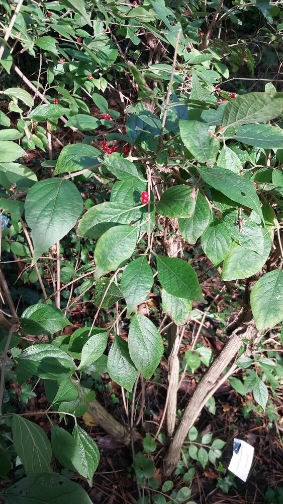 Lonicera oblongifolia leaf