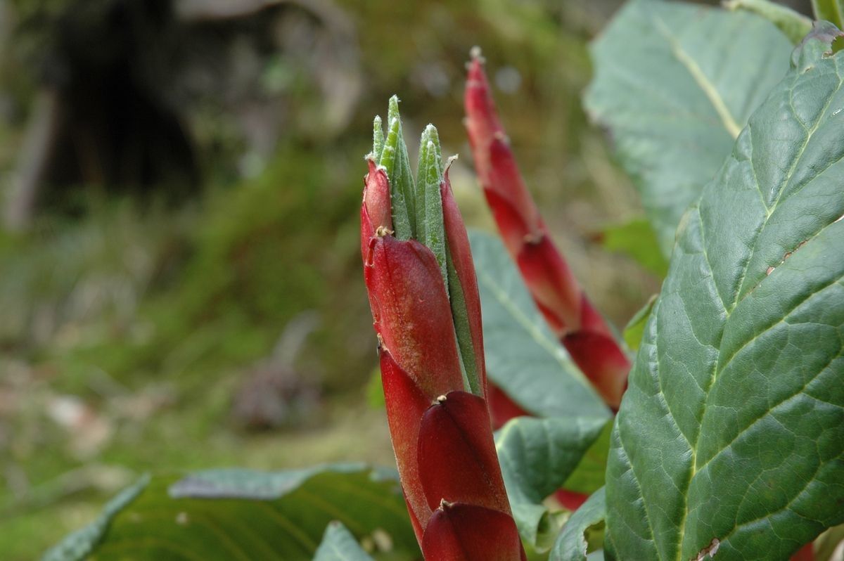 Rhododendron protistum other