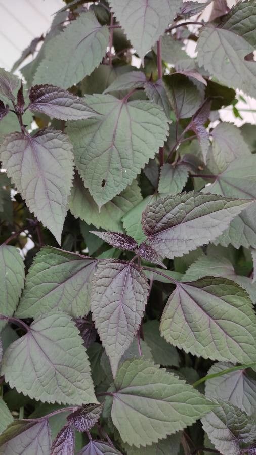 Eupatorium rugosum leaf