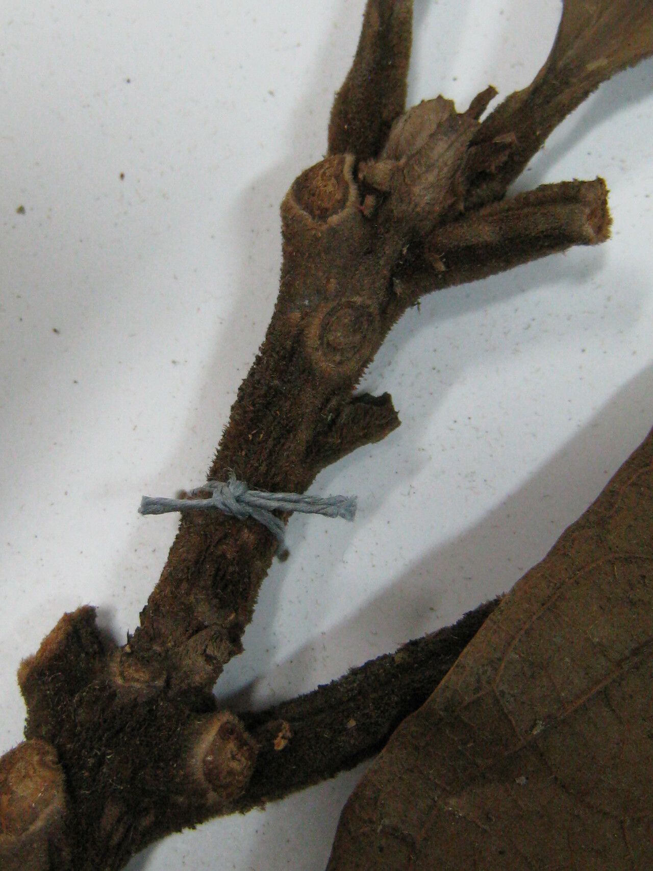 Aniba williamsii other