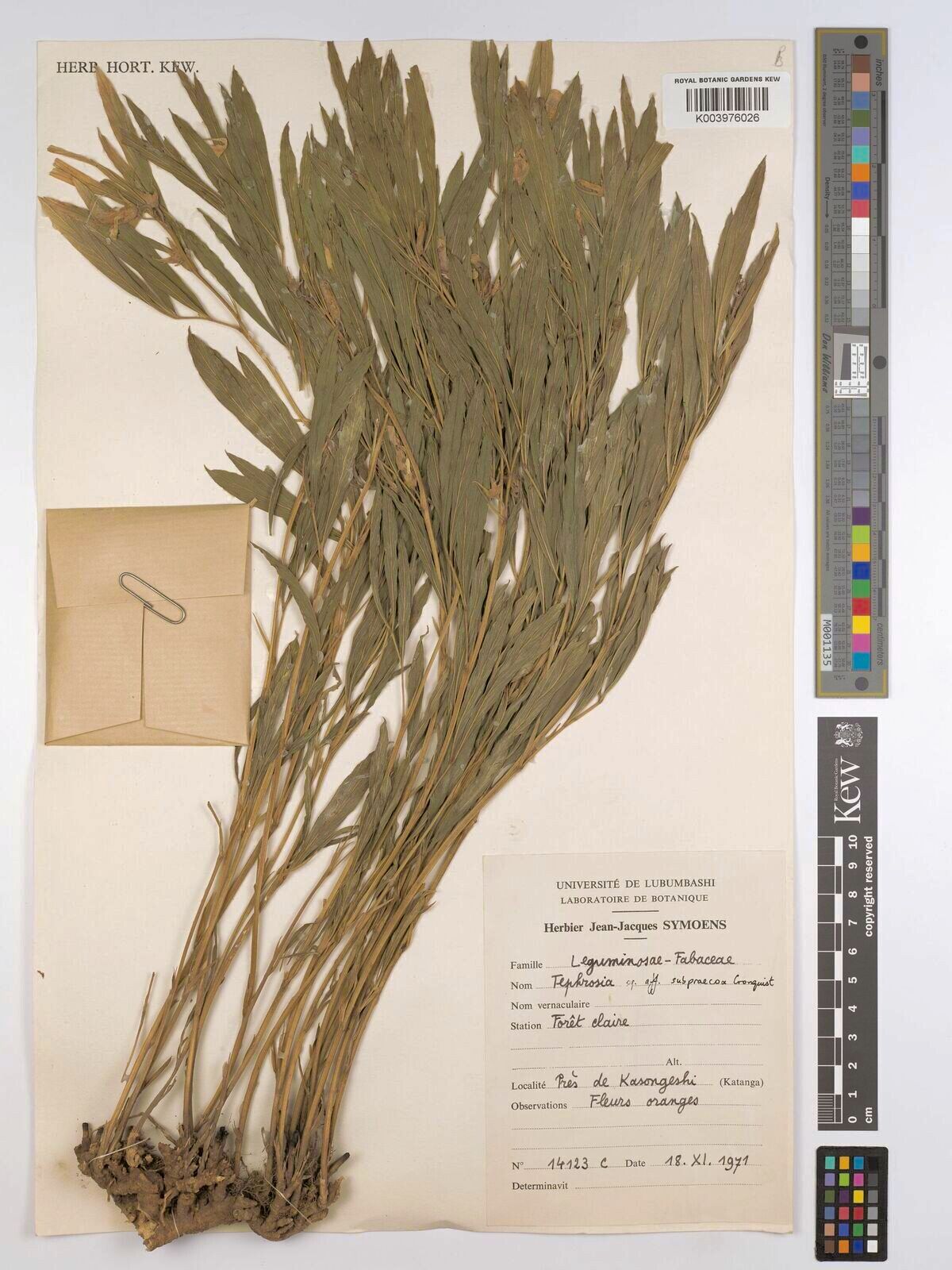 Tephrosia subpraecox — houseplant care guide