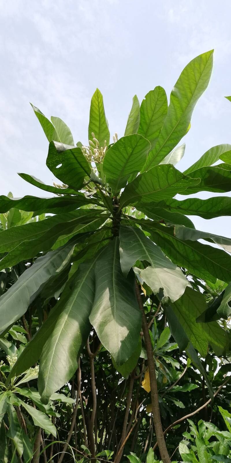 Anthocleista liebrechtsiana leaf