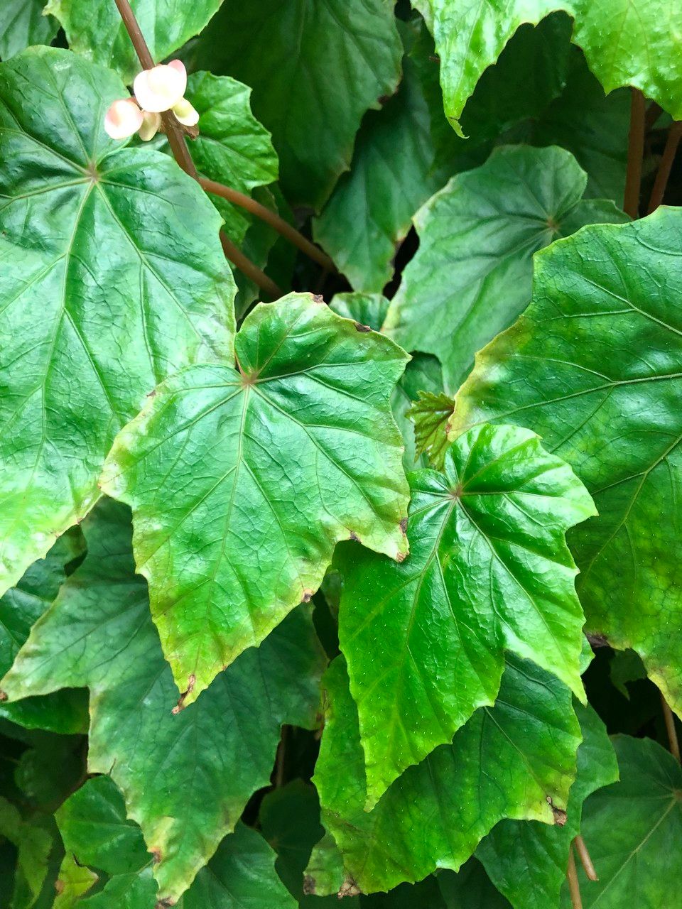 Begonia formosana habit