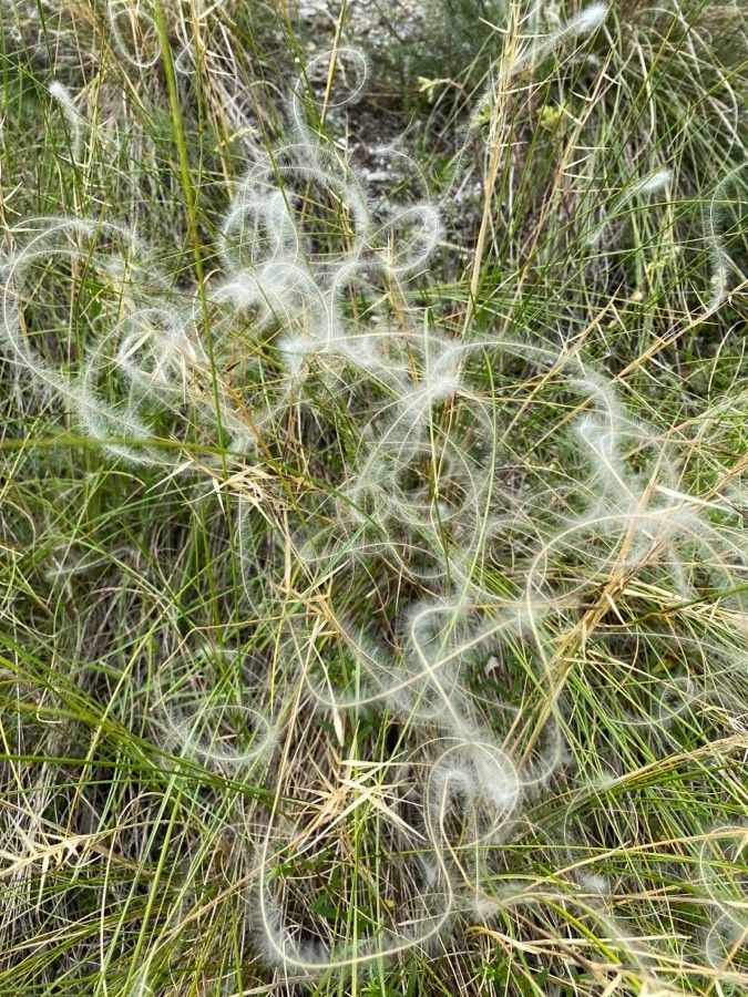 Stipa pennata fruit