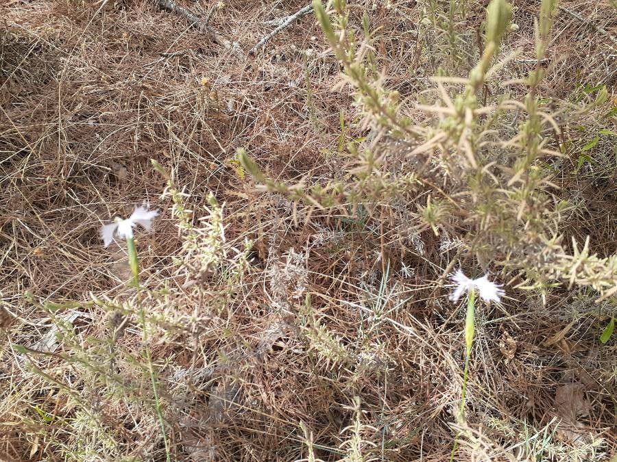 Dianthus petraeus other