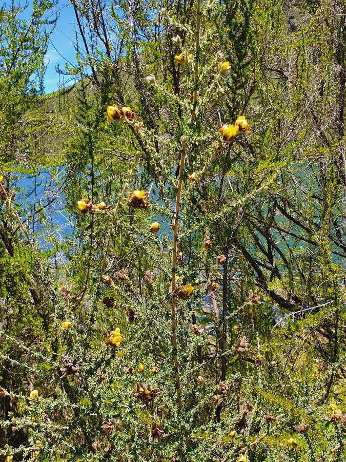 Argyrolobium fischeri habit