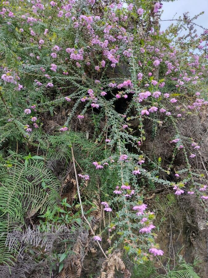 Bauera rubioides habit