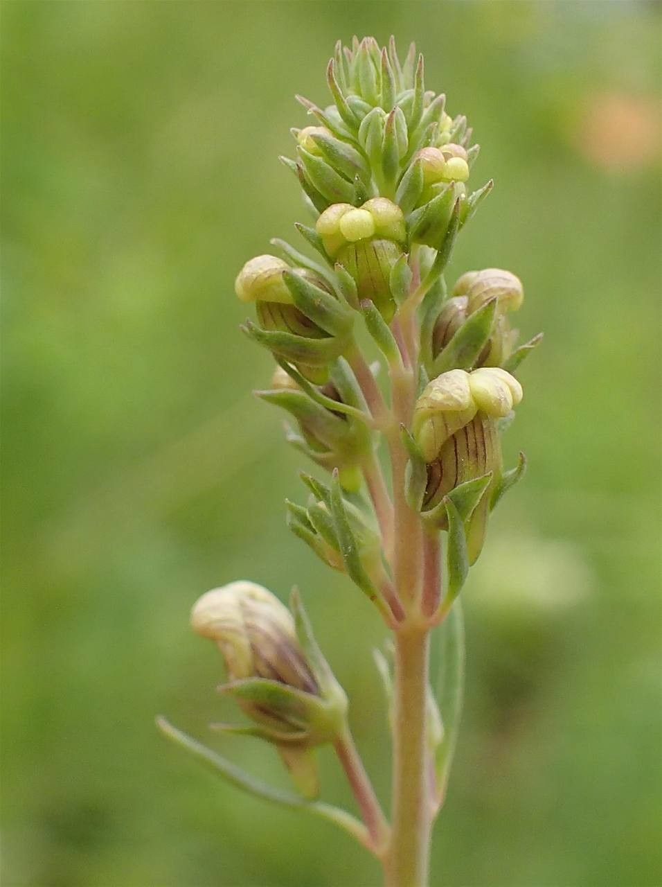 Linaria repens fruit