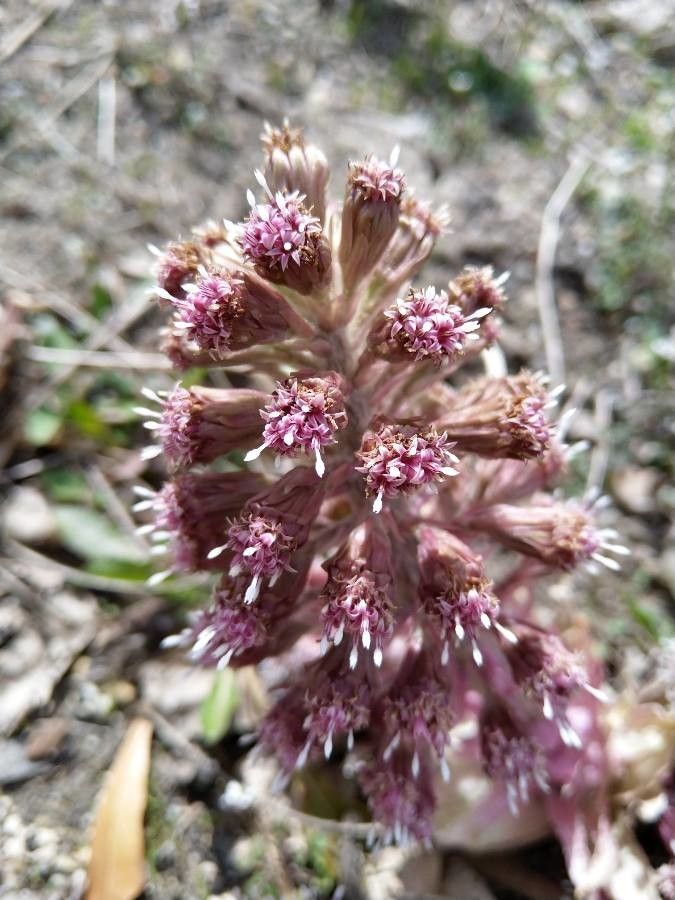 Petasites paradoxus flower