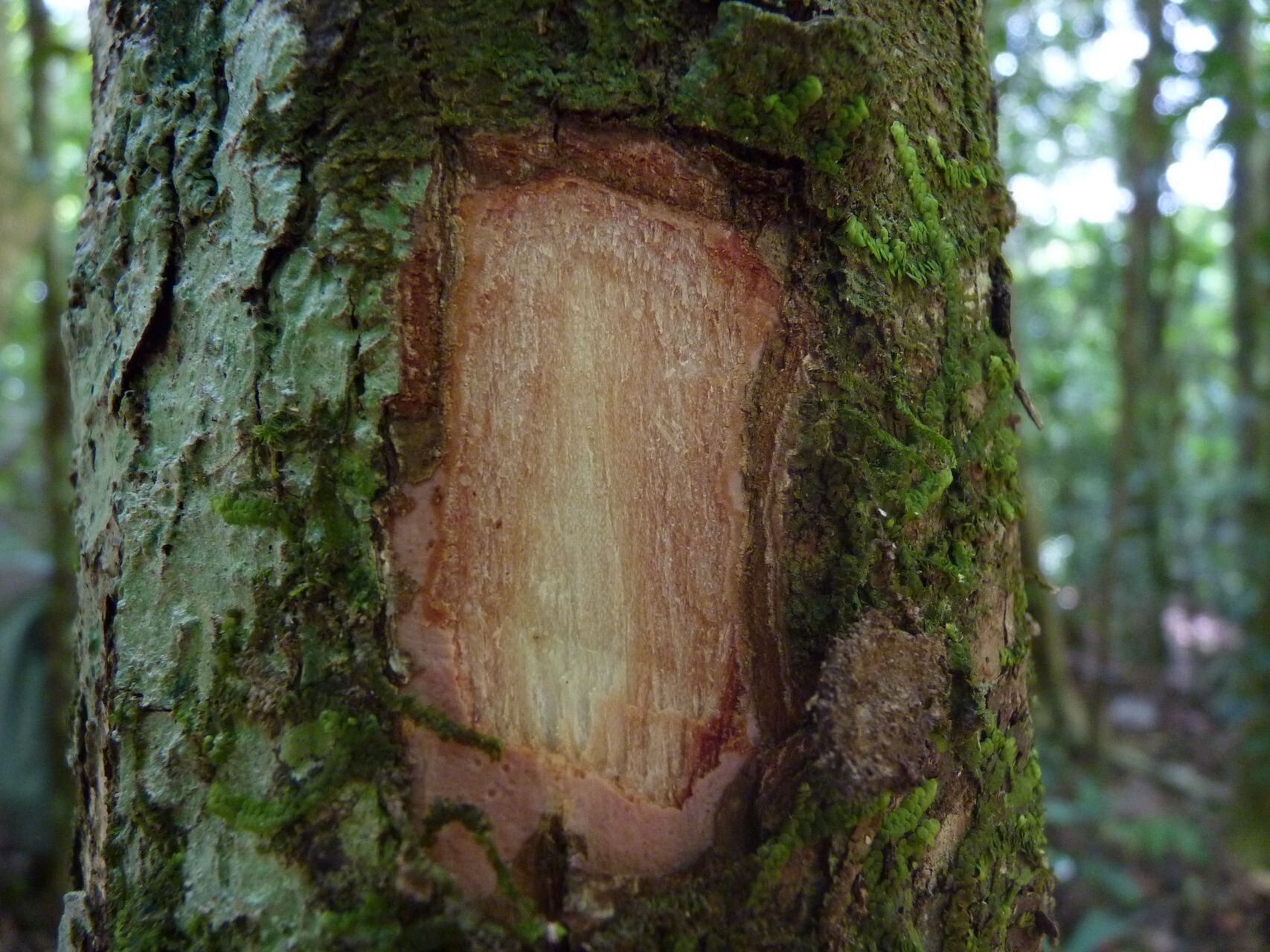 Euroschinus vieillardii bark