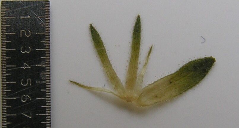 Staurogyne humilis — related species from the same genus