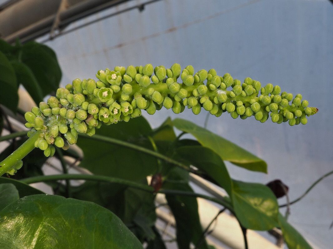 Coccoloba peltata flower
