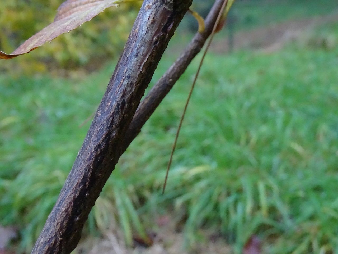 Meliosma flexuosa bark