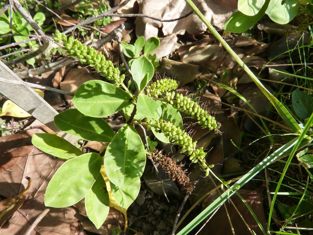 Veronica bollonsii fruit
