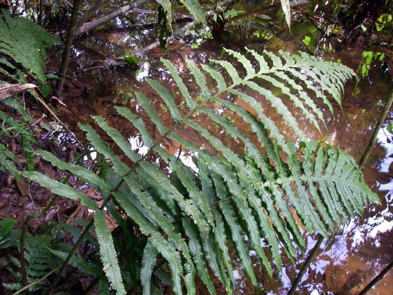 Stigmatopteris longicaudata — related species from the same genus