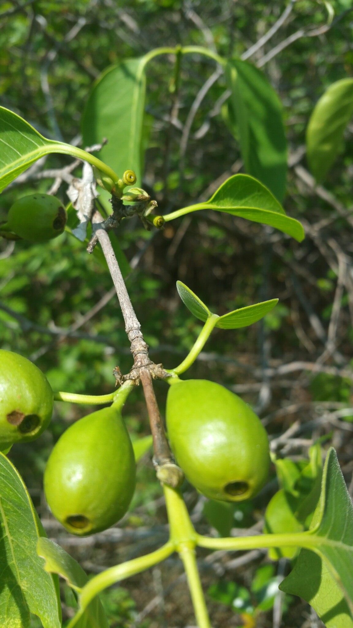 Coffea boinensis fruit
