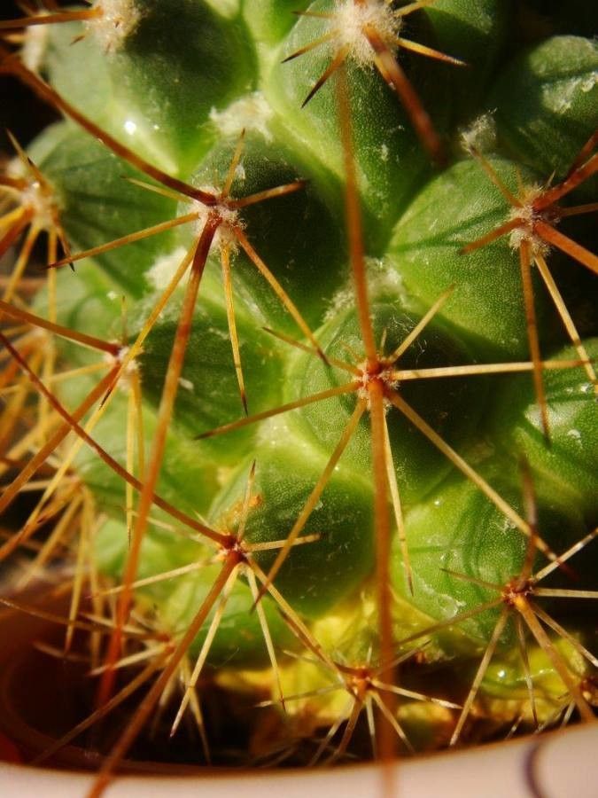 Mammillaria nivosa leaf