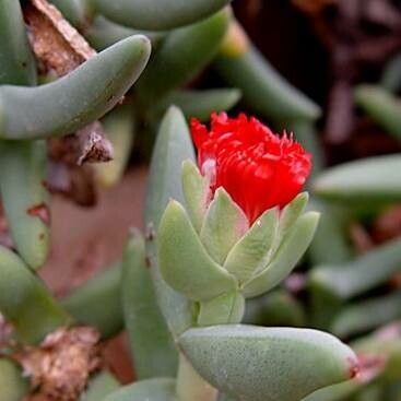 Astridia longifolia flower