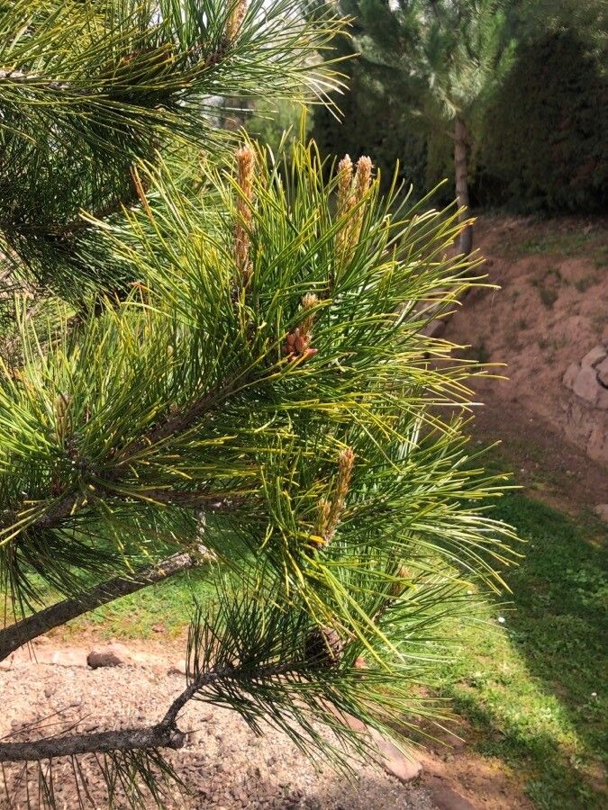 Pinus thunbergii