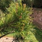 Pinus thunbergii