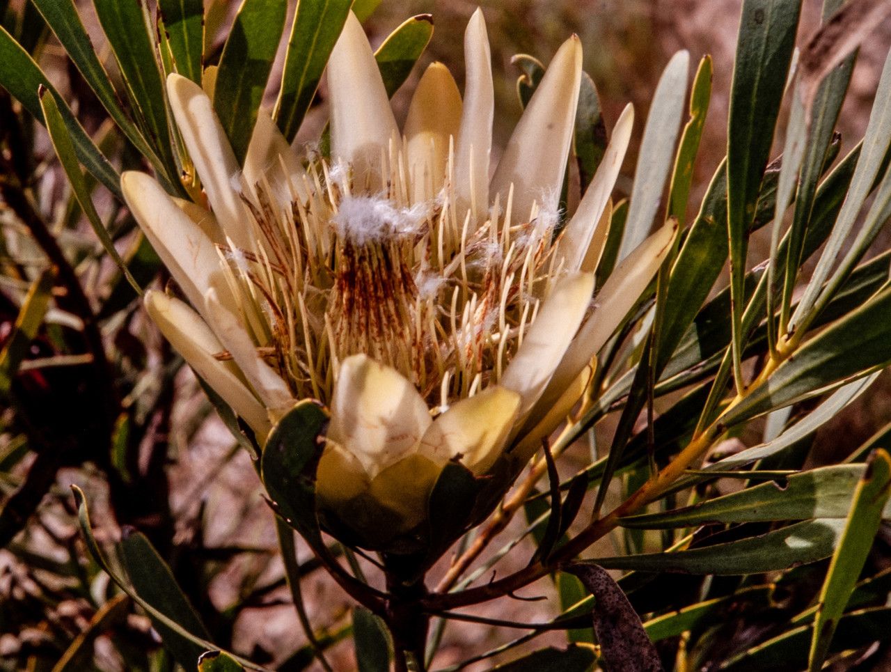 Protea longifolia — search result for 'Protea'