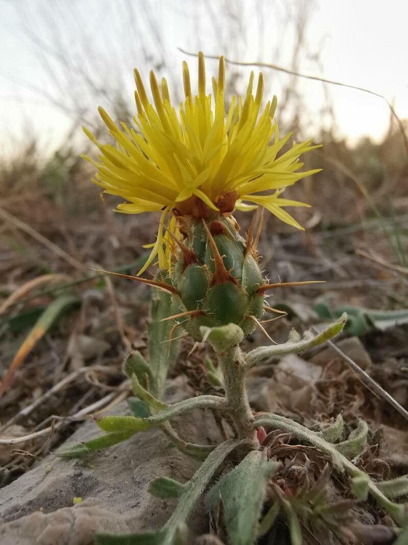 Centaurea salonitana flower