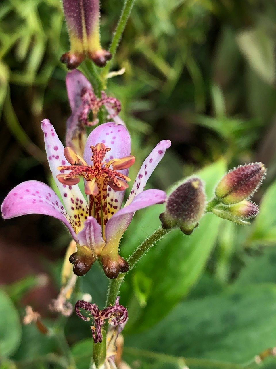 Tricyrtis formosana flower
