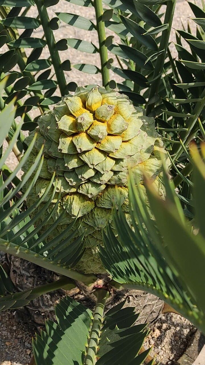 Encephalartos trispinosus fruit