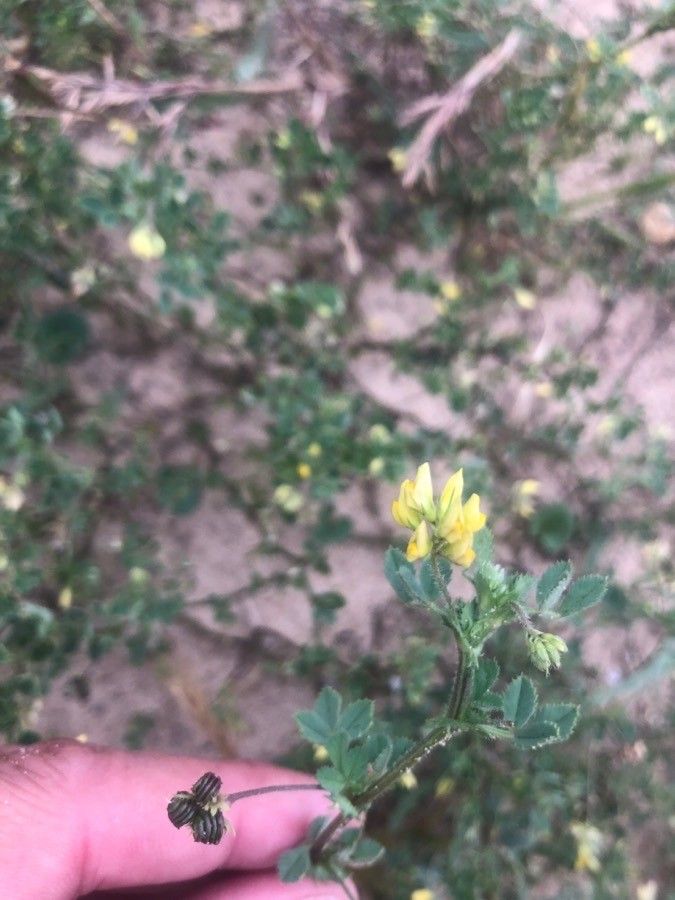 Medicago littoralis flower