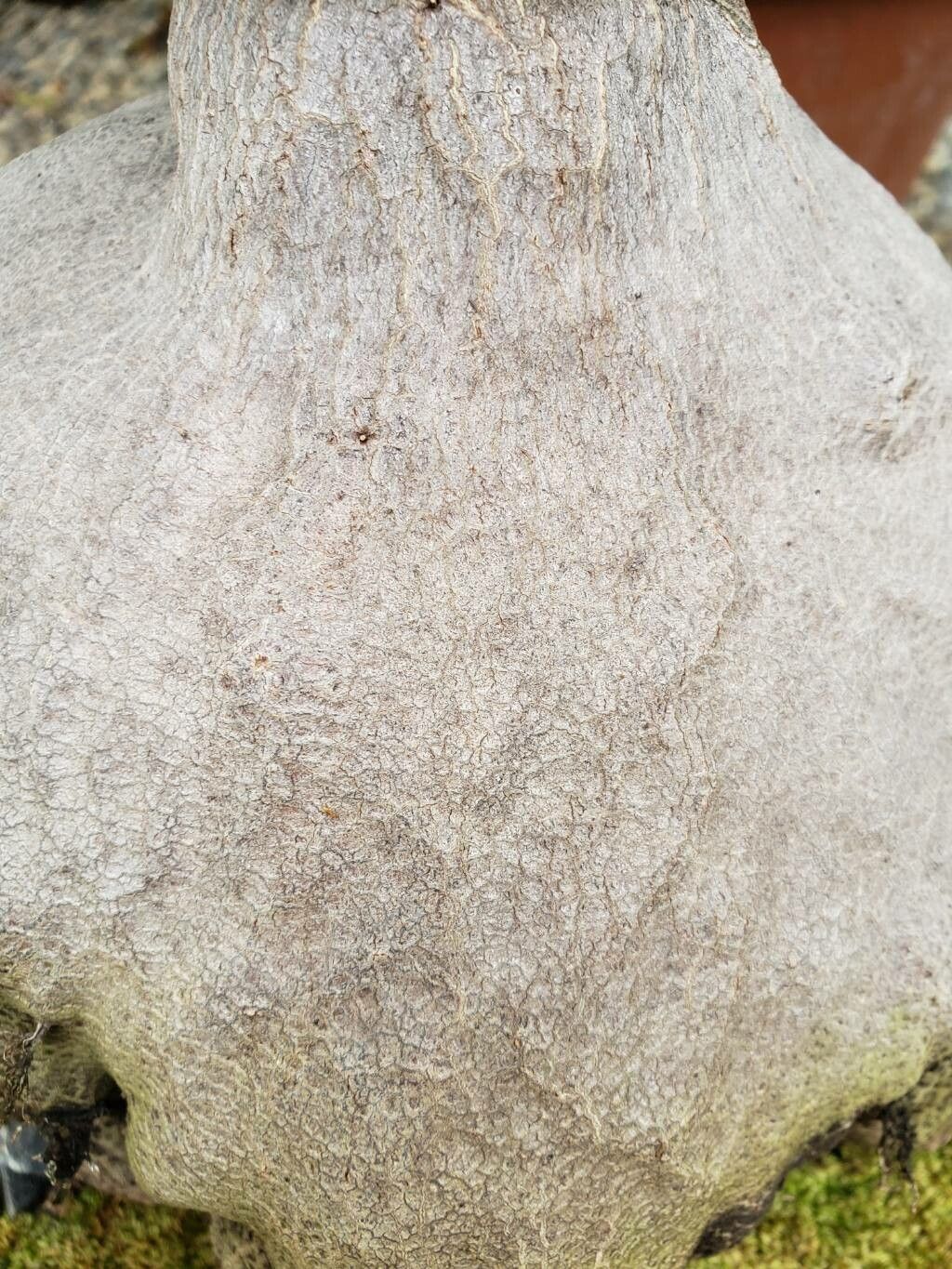 Hydnophytum radicans bark