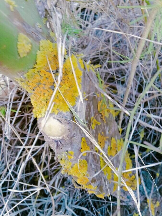 Dipterocarpus verrucosus leaf